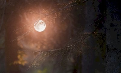 Una serata per conoscere meglio le creature della notte