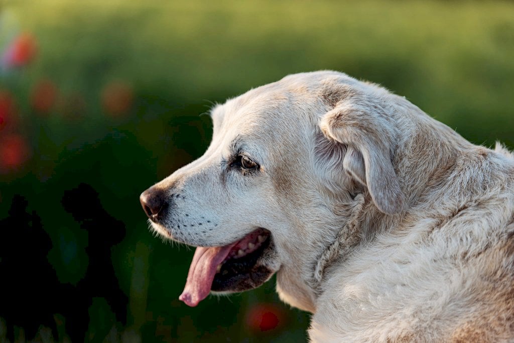Addio alla cagnolina dei portici di via Roma