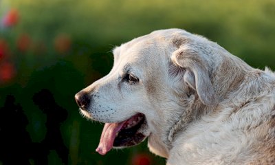 Addio alla cagnolina dei portici di via Roma