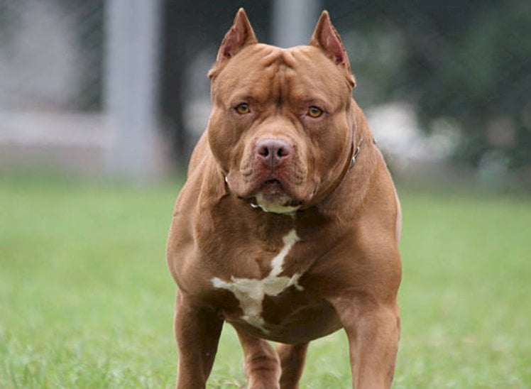 Attaccato da un pitbull mentre corre: gravi ferite per un trentaseienne centallese