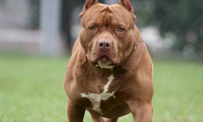 Attaccato da un pitbull mentre corre: gravi ferite per un trentaseienne centallese
