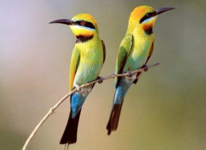 A Farigliano la prima Mostra Ornitologica Internazionale delle Alpi Occidentali