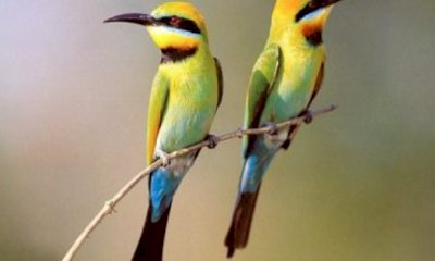 A Farigliano la prima Mostra Ornitologica Internazionale delle Alpi Occidentali