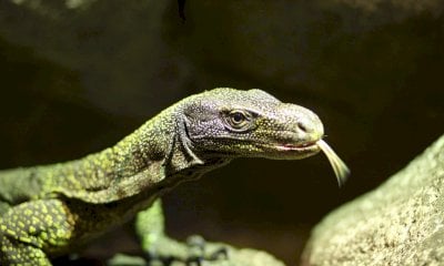 Pet economy, un odg in Regione per scongiurare misure restrittive sulle specie esotiche