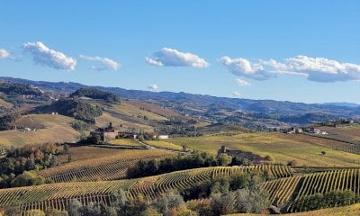 Un albero per ogni vigneto: il progetto di riforestazione di Terre del Barolo