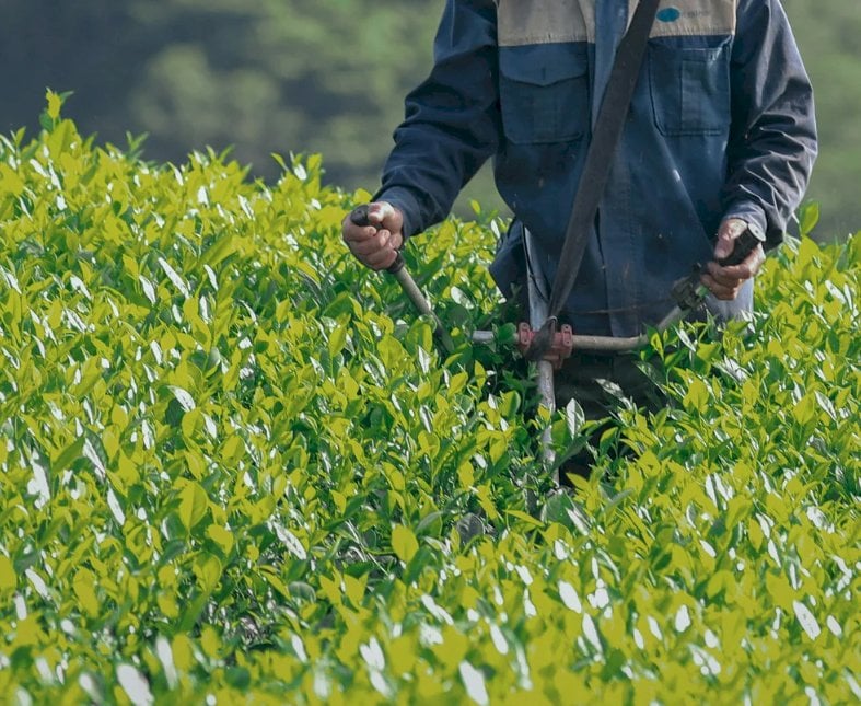 “Via libera sulle TEA, l’Italia guida l’innovazione in campo agricolo”