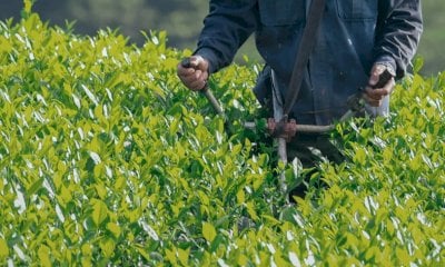 “Via libera sulle TEA, l’Italia guida l’innovazione in campo agricolo”