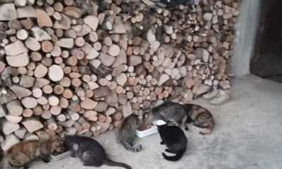 La colonia felina di Vallera ha bisogno di aiuto: “Il cibo è finito”