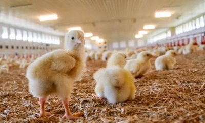 Filiera avicola, Coldiretti Cuneo: 