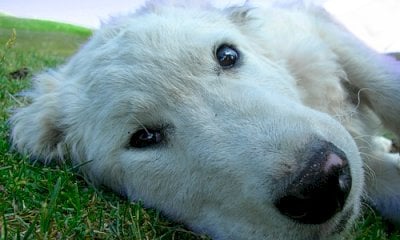 Il cane è troppo “esuberante” con le figlie dei vicini, il giudice condanna i padroni