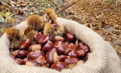Coldiretti Cuneo: “Castagne riconosciute come superfood”