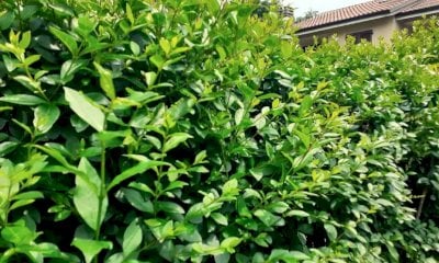 Controlli sul territorio per il taglio di rami e siepi a Racconigi