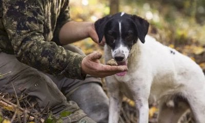 Parte da Alba “Tuber Next Gen 2025” per pianificare il futuro del patrimonio tartufigeno