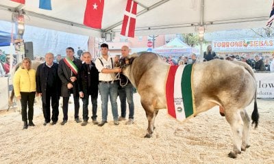 Alla Mostra Nazionale della Razza Bovina Piemontese di Fossano il campione assoluto è Gin Tonic
