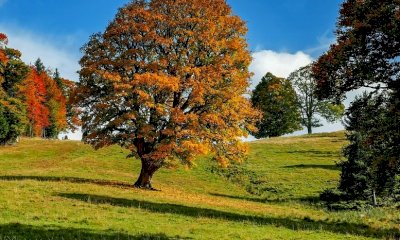 A Racconigi tante iniziative per la Festa dell’albero 2025