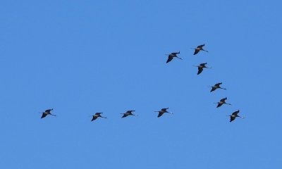 Appuntamento speciale con le gru al Centro Cicogne e Anatidi di Racconigi