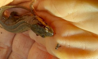 Un tritone punteggiato nella Riserva Sorgenti del Belbo: è la prima segnalazione della specie nell'area