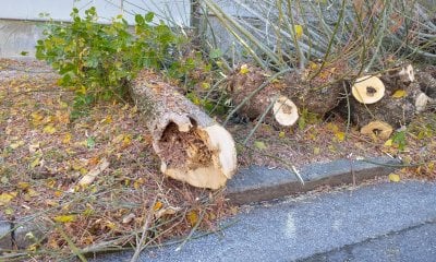 Alberi tagliati in piazza Cottolengo, il Comune: 