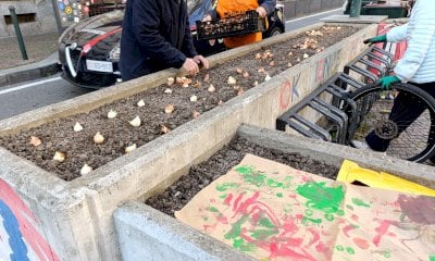 Anche quest’anno Messer Tulipano passa da Cuneo e Alba