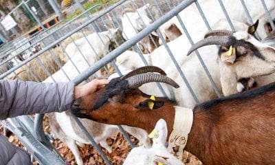 A Villanova Mondovì “Bee” è già un successo: create liste d’attesa per gli espositori