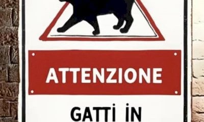 L’appello da Manta per una gattina investita: “Troppi mezzi vanno veloce, il clacson non basta”