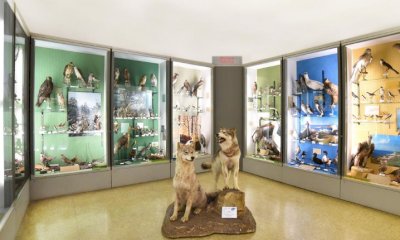 Bra: al Museo Craveri la mostra fotografica 