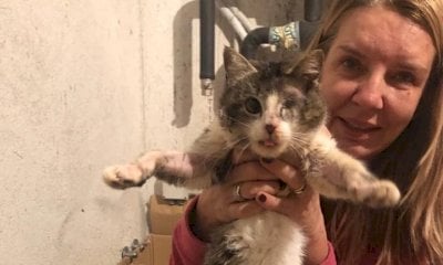 Un appello agli amici dei gatti: “Un gesto di generosità sarà la sopravvivenza per tanti animaletti”