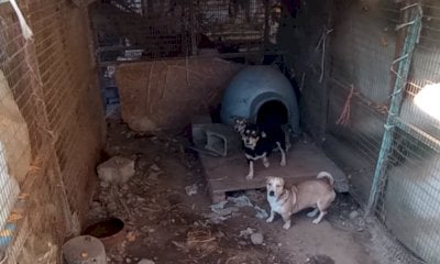 Cani tenuti in piccoli box tra ossa e feci: la scoperta nelle campagne di Saluzzo