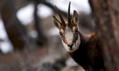 Abbatte un camoscio in un'area protetta, denunciato