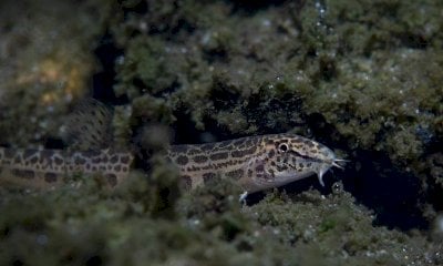 Gestione sostenibile della fauna ittica: un convegno promosso nell’ambito del progetto “Life Minnow”