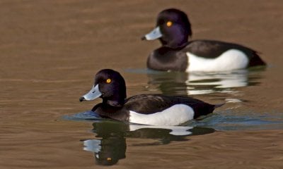 La Lipu inaugura la nuova torretta per il birdwatching nella Riserva Naturale di Crava-Morozzo 