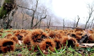 Il divieto di abbruciamento è un problema per i castanicoltori: il tema sbarca in Consiglio provinciale
