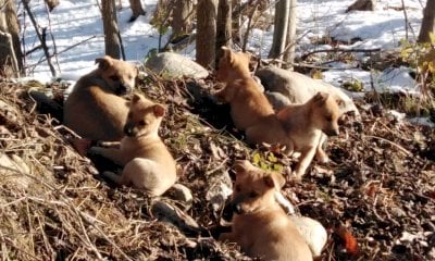 Abbandonati lungo il Pesio a Pianfei, otto cagnolini sono stati salvati dal Comune (e cercano famiglia)