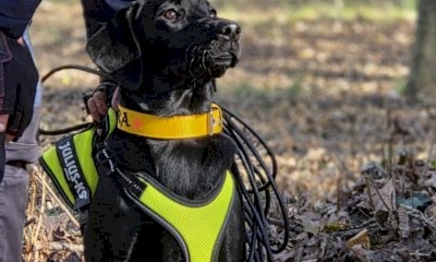 Vernante e Limone Piemonte pronte a ospitare i K9 Winter Camp 2025