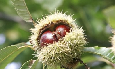 L'Unione Montana Valle Stura organizza il viaggio a Castanea Expo 2025