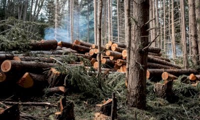 Coldiretti Cuneo: “Bene il rinvio del regolamento sulla deforestazione. Serve una semplificazione vera”