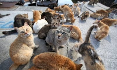 Il Comune di Bra cerca chi si occupi delle colonie feline in città