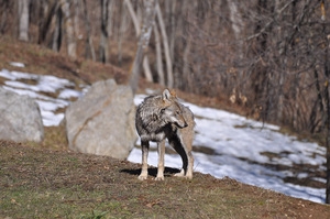 Riapre il Centro Uomini e Lupi