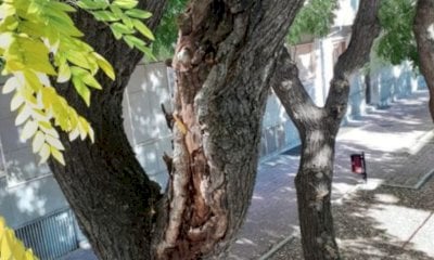 Alberi malati in via Bersezio, saranno abbattuti. Demichelis: 