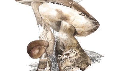 Cherasco, selezionati i vincitori del Calendario Naturalistico 2025