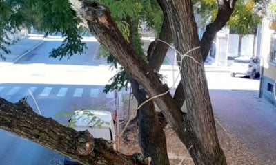 Il Comune abbatte quindici alberi malati in via Bersezio, Sturlese: 