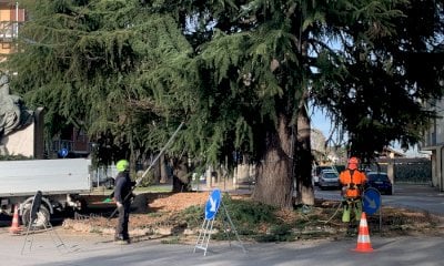 Savigliano, interventi di potatura in città