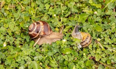 Alla 456^ Fiera Fredda uno stand anche dell’associazione HE.LIAS