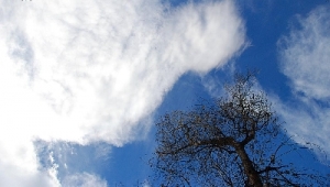 Camosci in Valle Stura