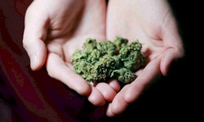Cannabis light, il governo fa marcia indietro. Blengino (Radicali): “Una follia”