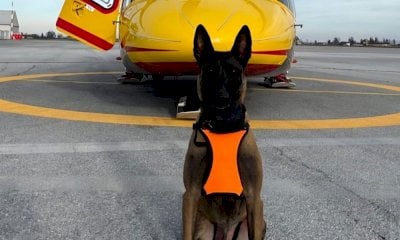 Soccorso alpino, entrano in azione i cani da valanga