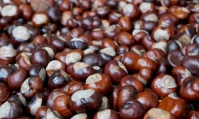 Il consorzio “Castagna Cuneo IGP” alla fiera Castanea di Firenze