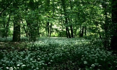 Sabato 20 dicembre un’escursione ad anello nel Bosco del Merlino