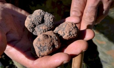 Al via la stagione del tartufo nero pregiato di Montemale