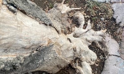 Quattro alberi deperiti in via Carlo Boggio, il Comune dispone l'abbattimento d'urgenza